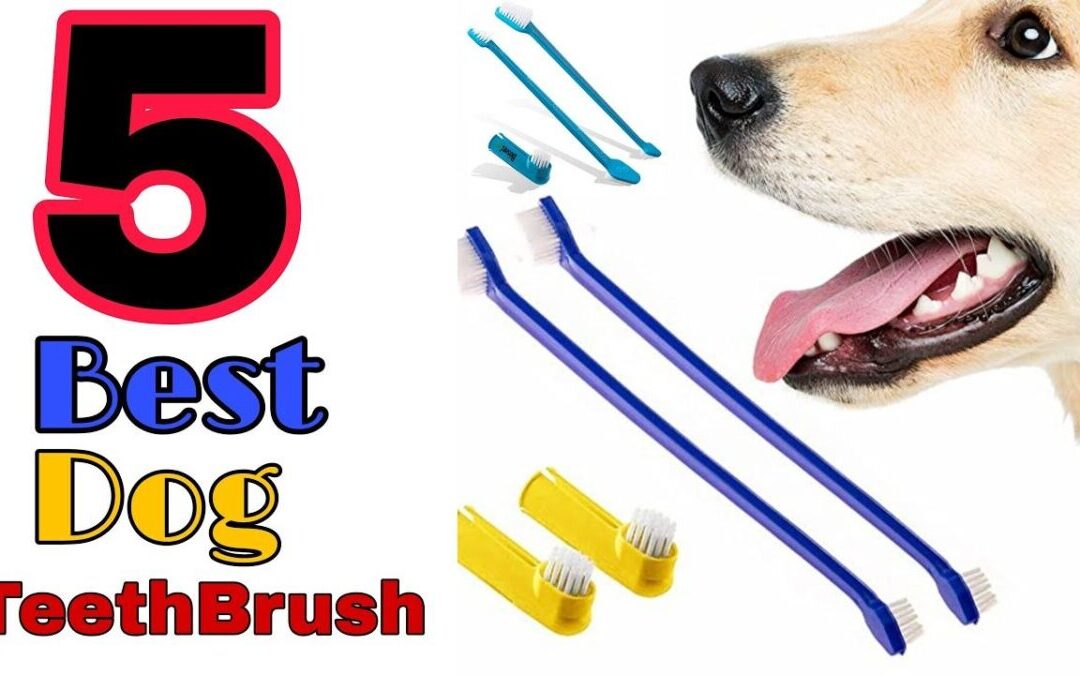 Five Tips to Keep Your Dog’s Teeth Clean and Healthy
